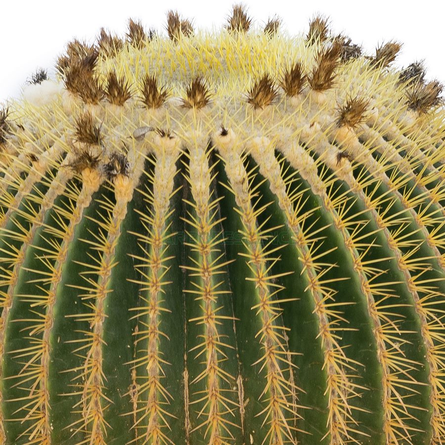 echinocactusgrusonii